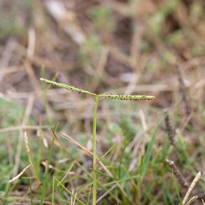 Paspalum vaginatum, photographed by Kym Nicolson