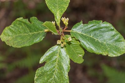 Frangula purshiana, photographed by Don Loarie