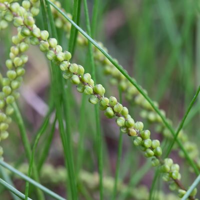 Triglochin striata, photographed by Kym Nicolson
