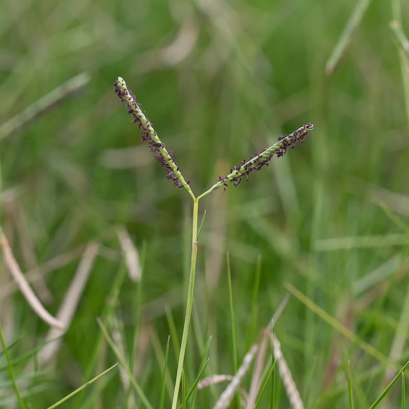 Paspalum vaginatum, photographed by Kym Nicolson