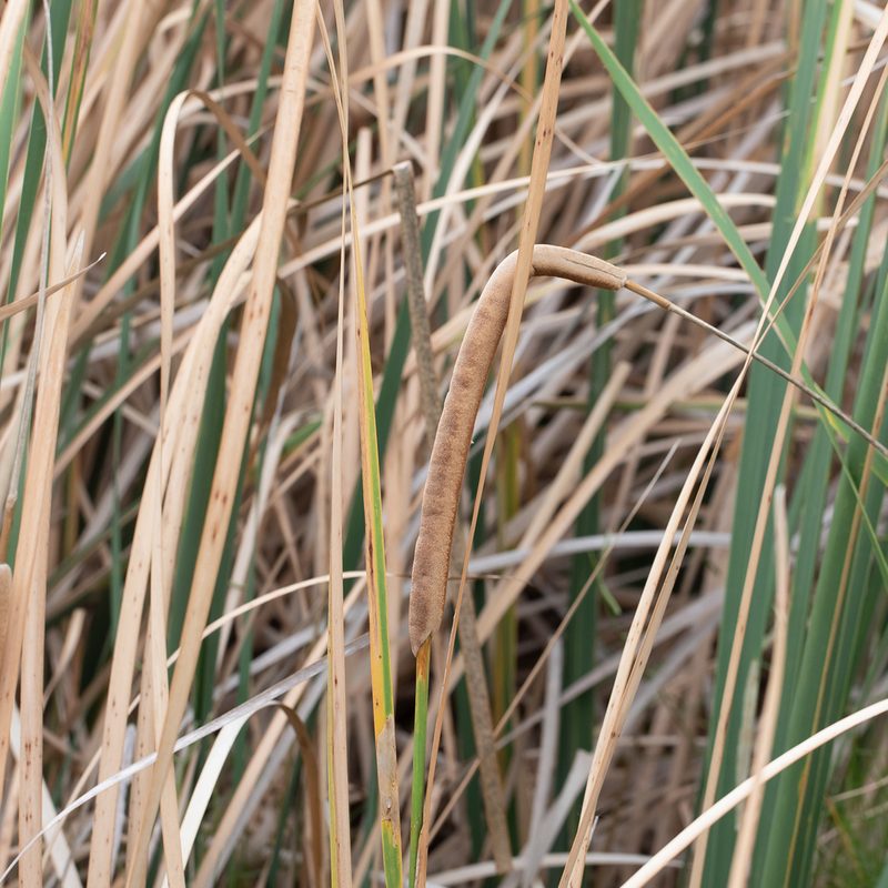 Typha domingensis, photographed by Kym Nicolson