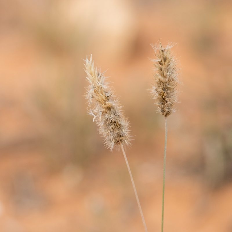 Enneapogon nigricans, photographed by Kym Nicolson