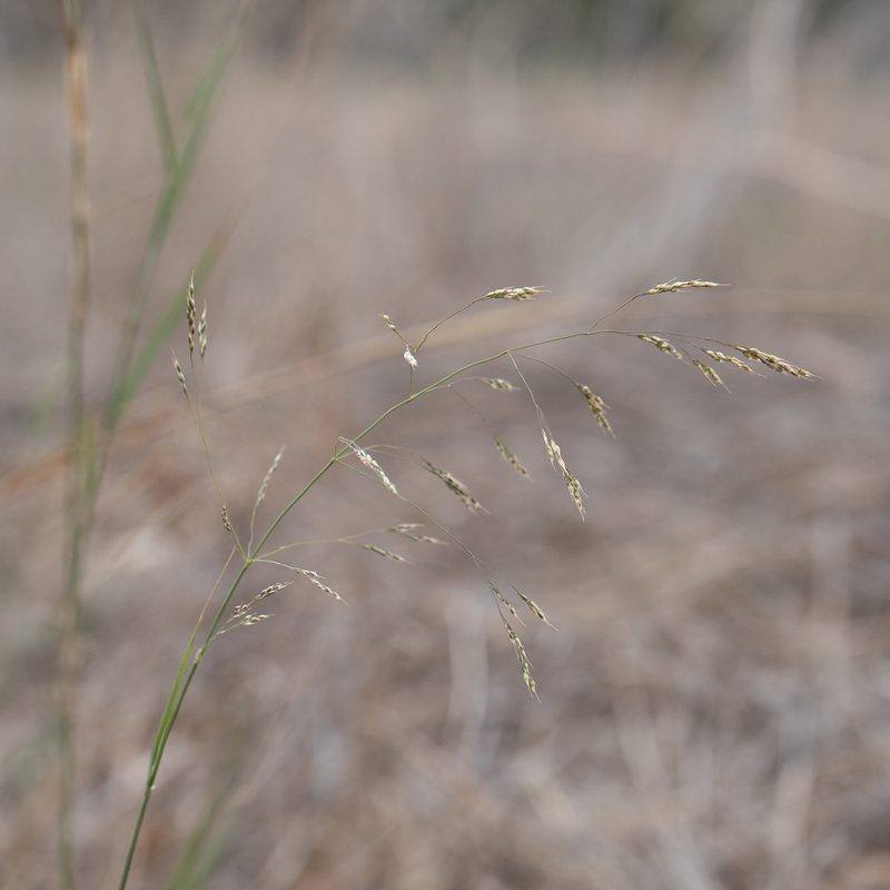 Oloptum miliaceum, photographed by Kym Nicolson