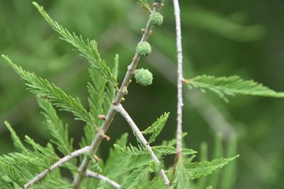 Taxodium mucronatum, photographed by Jay Pruett