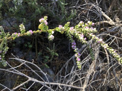 Muraltia spinosa, photographed by Caroline Voget