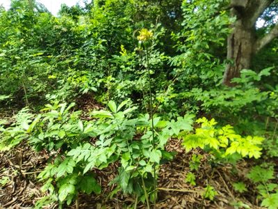 Tacca leontopetaloides, photographed by Augustin Soulard