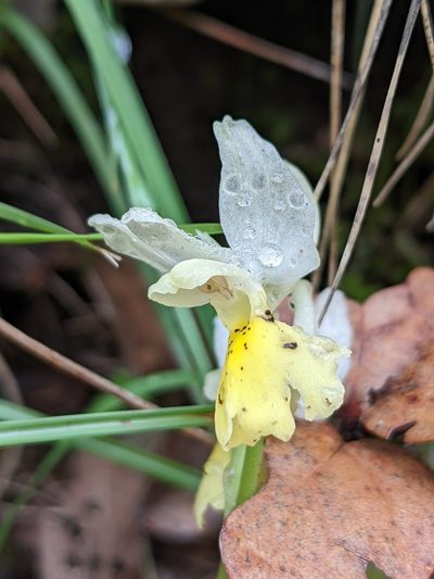 Orchis pauciflora, photographed by Denis Bastianelli