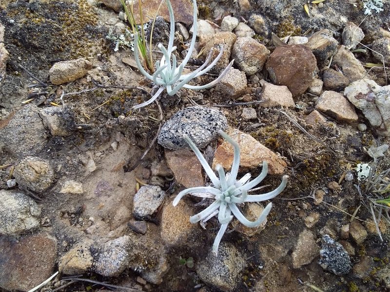 Plantago sericea, photographed by Humber Alberto