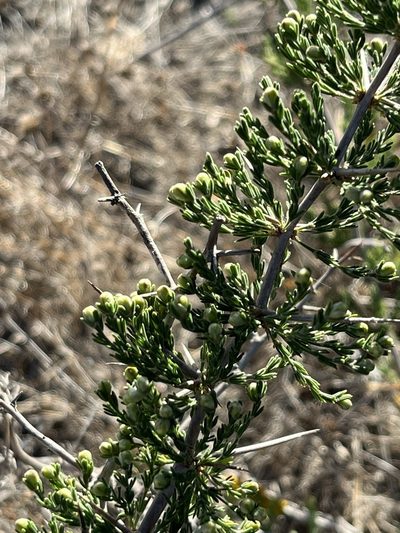Asparagus mariae, photographed by Charleen Brunke