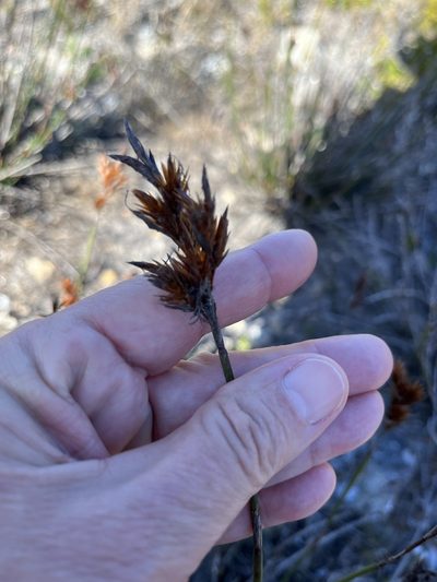 Thamnochortus fraternus, photographed by Charleen Brunke
