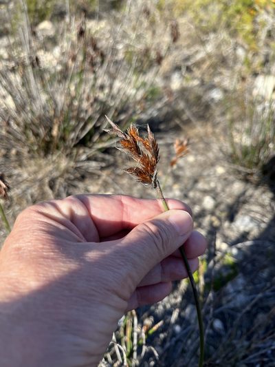 Thamnochortus fraternus, photographed by Charleen Brunke