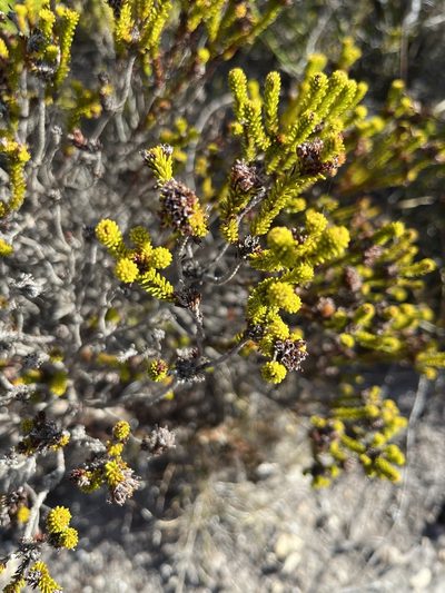 Erica bruniifolia, photographed by Charleen Brunke