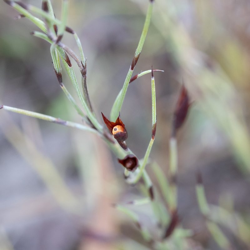 Hypolaena fastigiata, photographed by Kym Nicolson