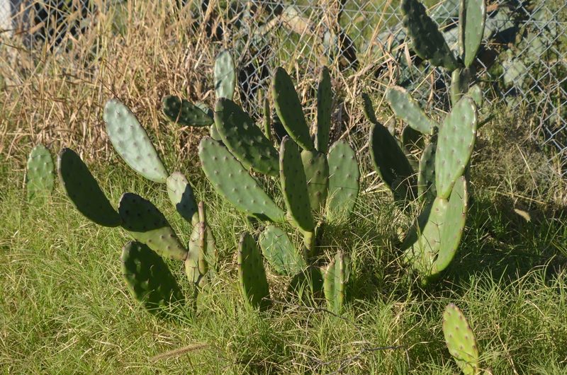 Opuntia bonaerensis, photographed by Lauu
