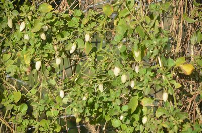 Salpichroa origanifolia, photographed by Lauu