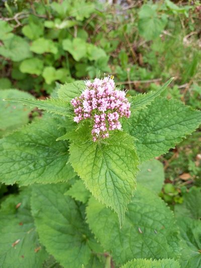 Valeriana pyrenaica, photographed by Neil Metc