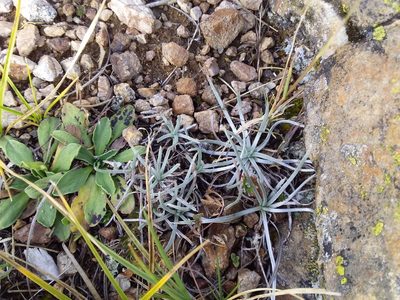 Plantago sericea, photographed by Humber Alberto