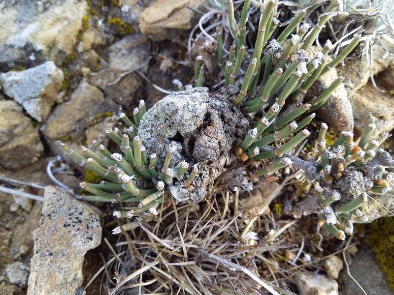 Ephedra rupestris, photographed by Humber Alberto
