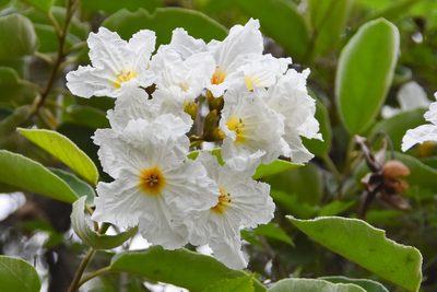 Cordia boissieri, photographed by Jay Pruett