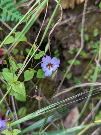 Erythranthe acutidens, photographed by My-Lan Le