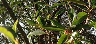 Kiggelaria africana, photographed by SITHEMBISO DHLAMINI