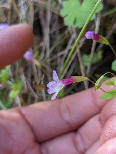 Erythranthe acutidens, photographed by My-Lan Le
