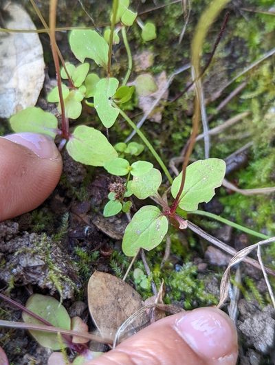 Erythranthe acutidens, photographed by My-Lan Le