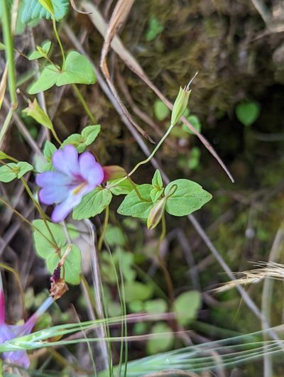 Erythranthe acutidens, photographed by My-Lan Le
