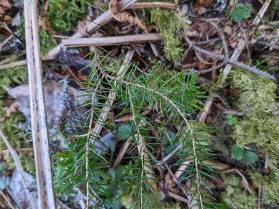 Picea rubens, photographed by Nick Kleinschmidt