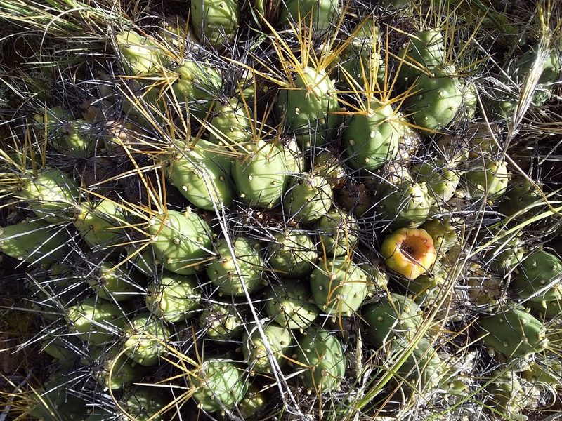 Cumulopuntia boliviana, photographed by Humber Alberto