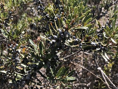 Myrica quercifolia, photographed by Caroline Voget