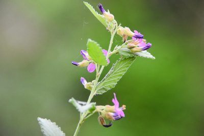 Melochia pyramidata, photographed by Jay Pruett