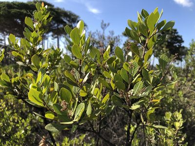Searsia lucida, photographed by Caroline Voget