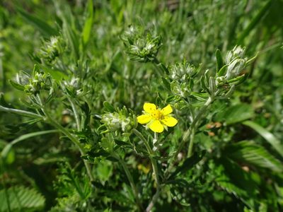Potentilla neglecta, photographed by Thomas Koffel