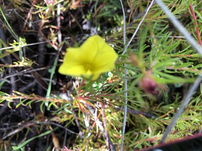 Oxalis luteola, photographed by Caroline Voget