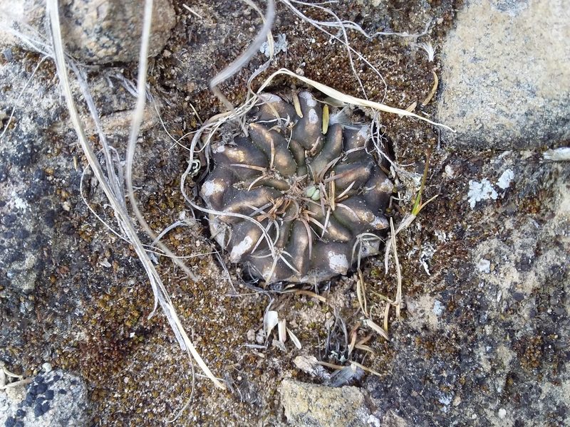 Neowerdermannia vorwerkii, photographed by Humber Alberto