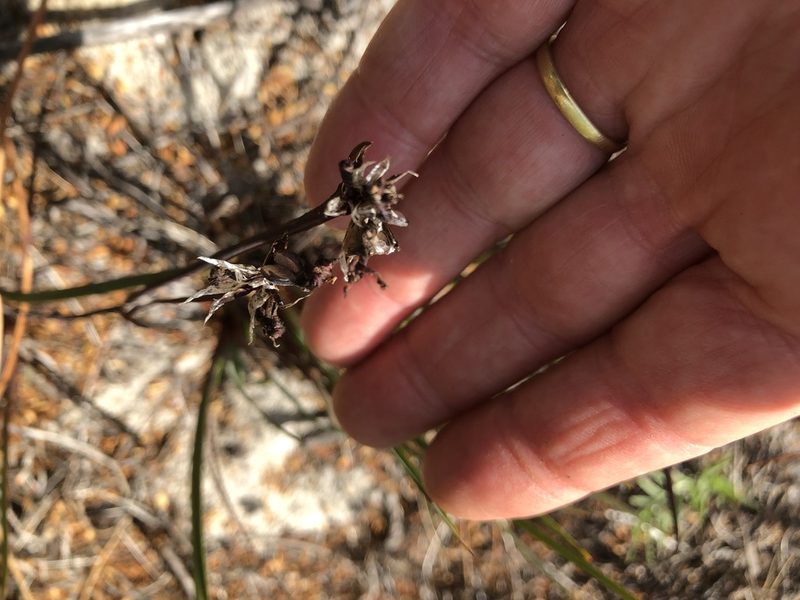 Aristea dichotoma, photographed by Caroline Voget