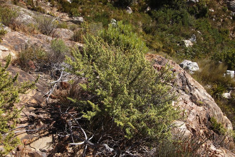 Cliffortia ruscifolia, photographed by Tony Rebelo
