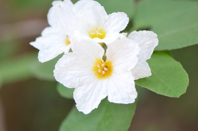 Cordia boissieri, photographed by Center for Urban Ecology