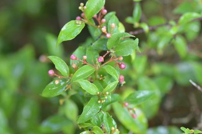 Malpighia glabra, photographed by Center for Urban Ecology