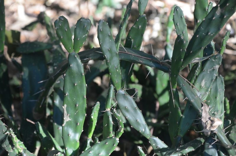 Opuntia anacantha, photographed by Lauu