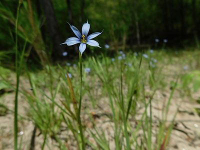 Sisyrinchium angustifolium, photographed by Michael J. Papay