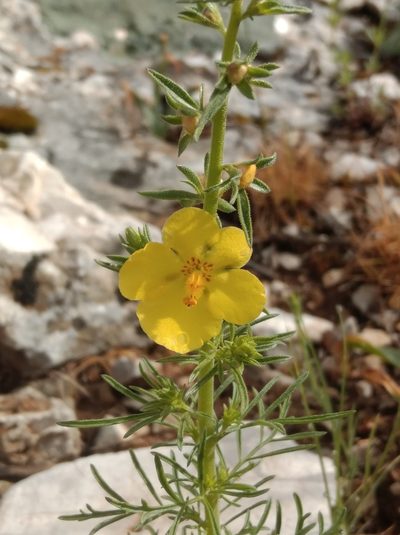 Verbascum orientale, photographed by Ben Costamagna