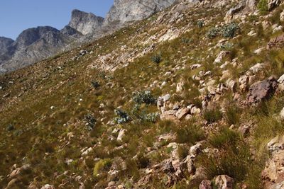 Protea nitida, photographed by Tony Rebelo