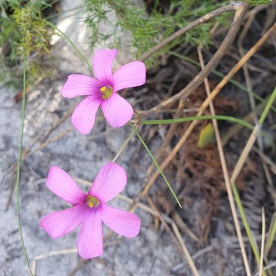 Oxalis livida, photographed by Corli du Toit Smith
