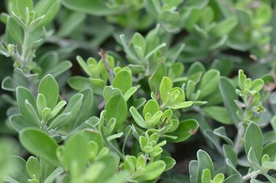 Leucophyllum frutescens, photographed by Center for Urban Ecology
