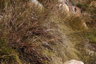 Tetraria ustulata, photographed by Tony Rebelo