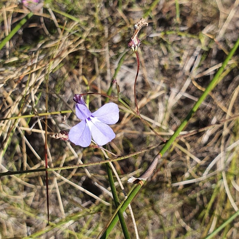 Lobelia setacea, photographed by Corli du Toit Smith