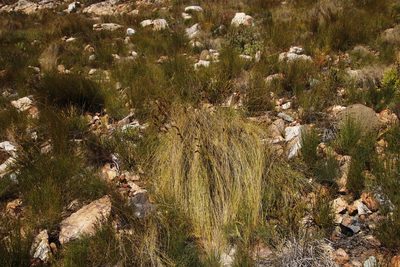 Tetraria ustulata, photographed by Tony Rebelo