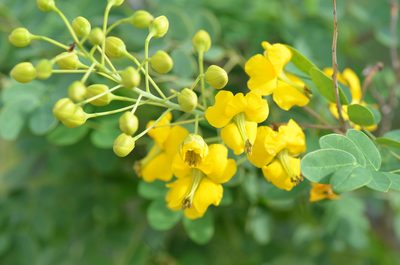 Erythrostemon mexicanus